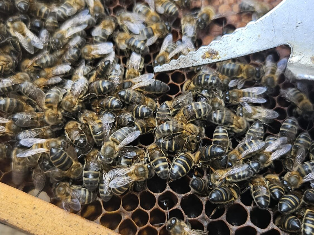 Apibericos,professional beekeepers景点图片