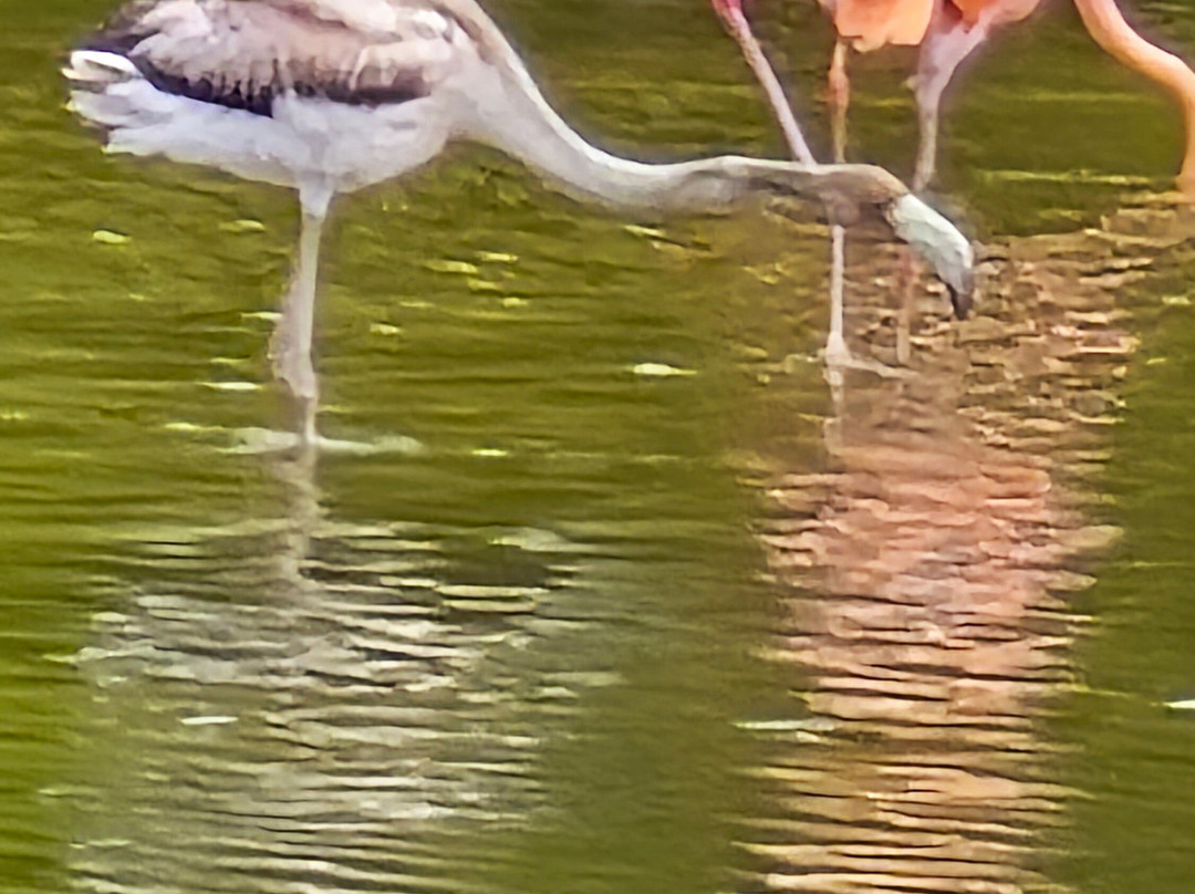 Cayo Guillermo-Cayo Guillermo必去景点