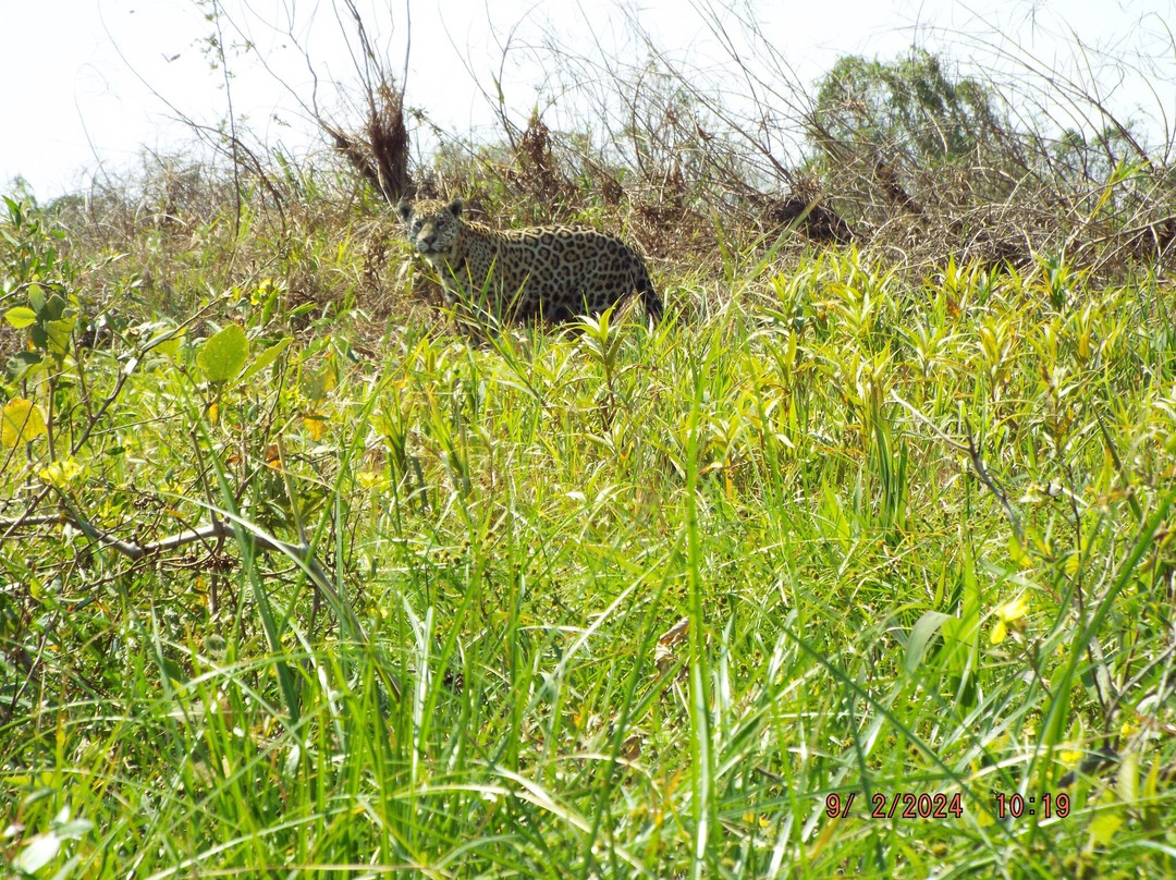 Pantanal Nature-Cuiaba必去景点
