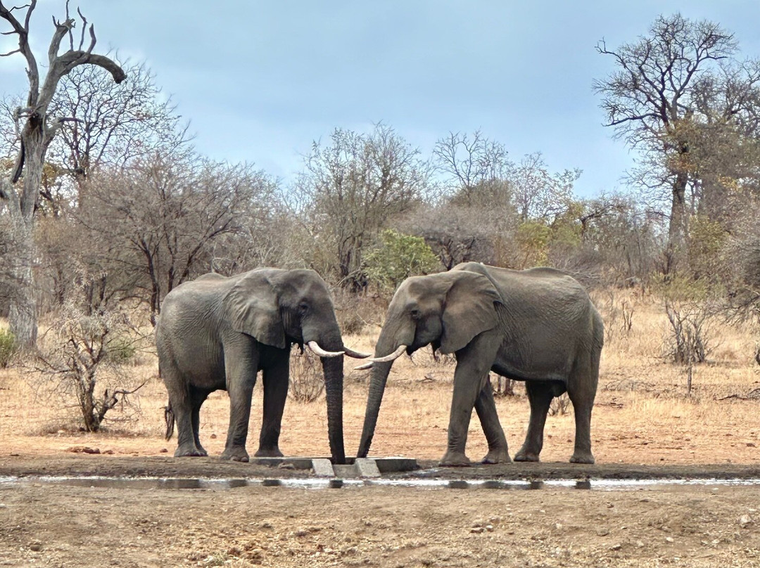 Senalala Safari Lodge主图