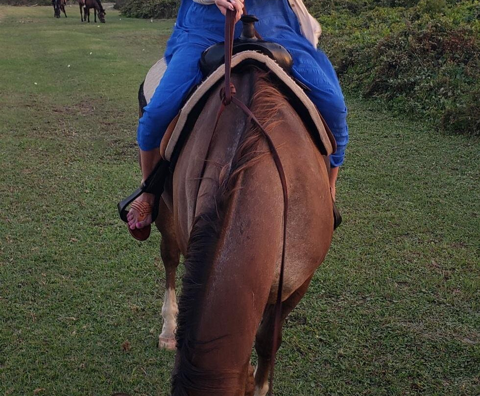Outer Banks Horseback景点图片