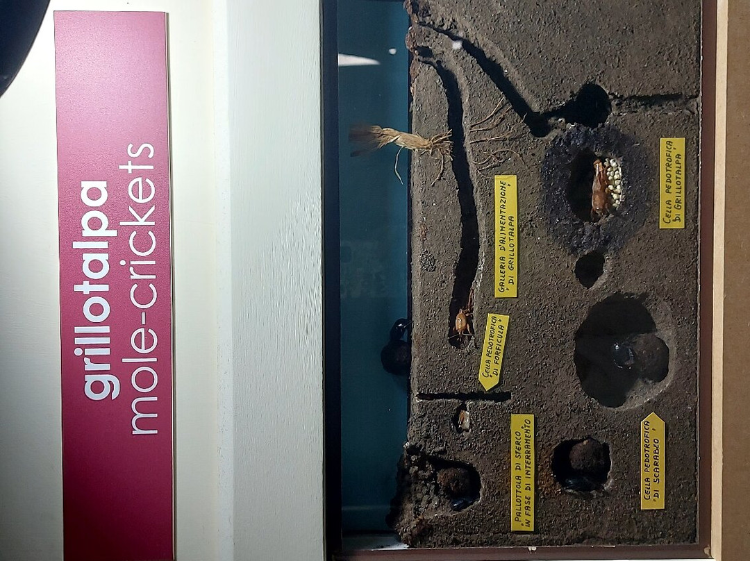 Museo Del Suolo景点图片
