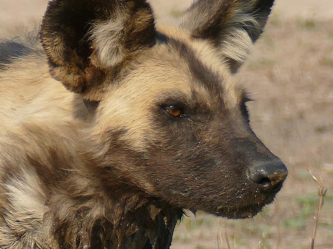 Parque Nacional Da Gorongosa景点图片