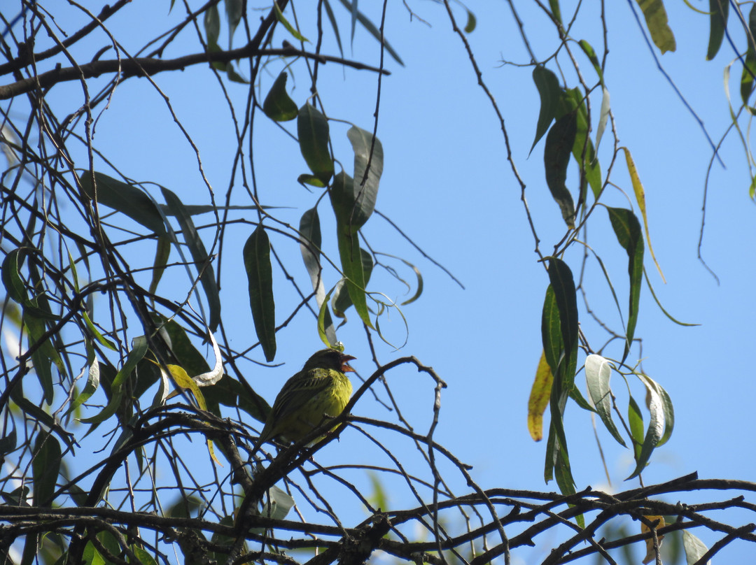 Zomba Forest Lodge主图