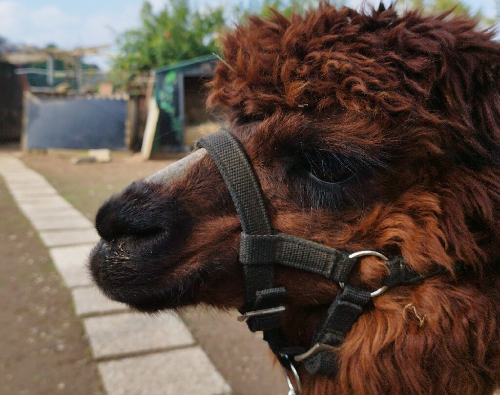 Alpacamp Il Campo Degli Angeli景点图片
