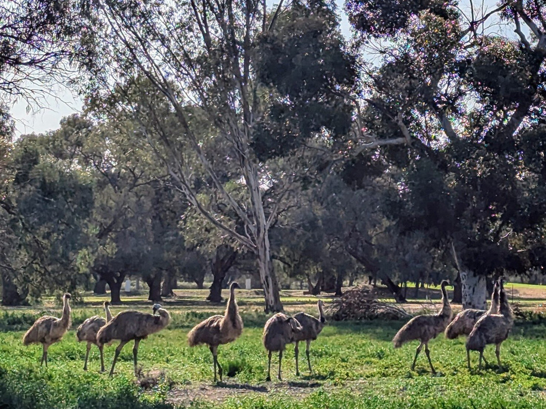 Renmark Country Club主图