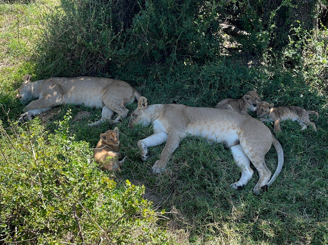 Devine Adventures-内罗毕必去景点