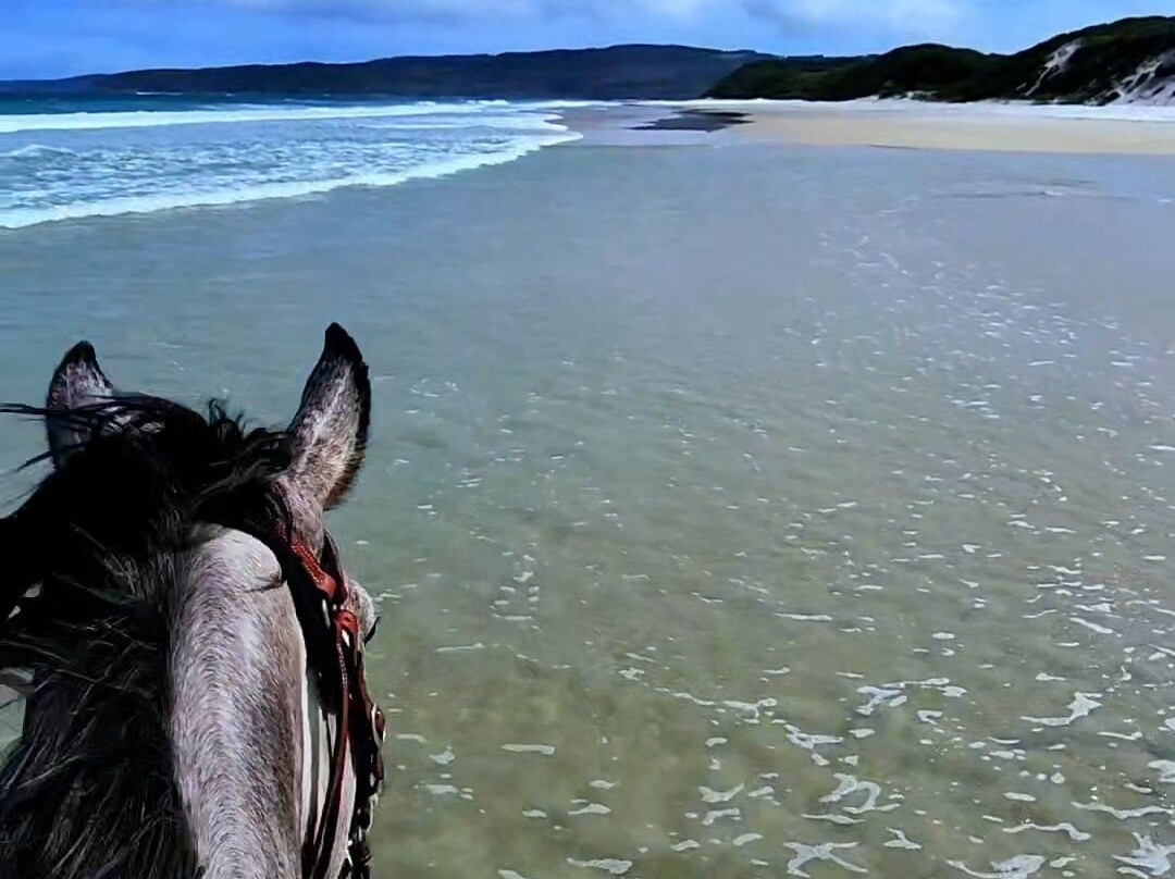 Muttonbird Beach and Shelter Island-奥尔巴尼必去景点