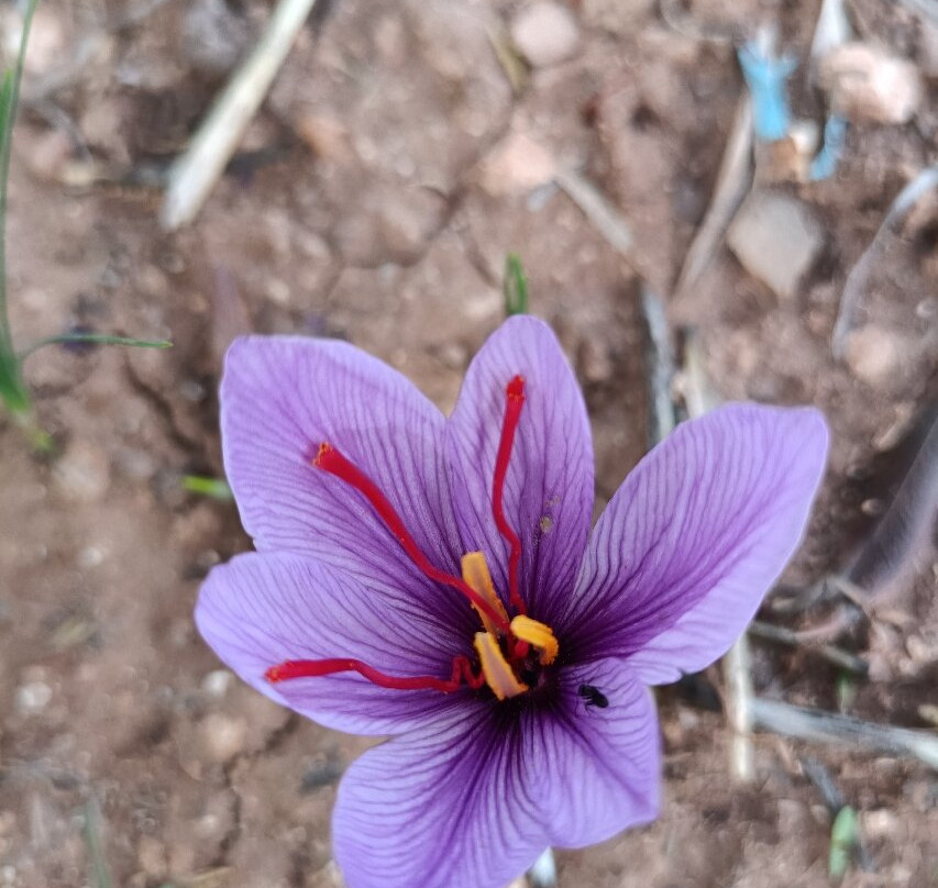 auberge tobkal主图