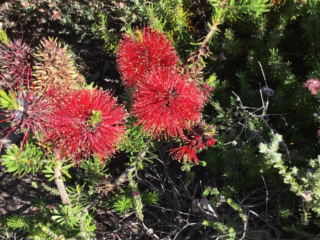 Australian Wildflower Tours景点图片