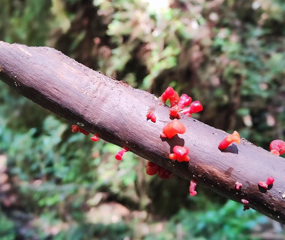 Parque Tagua Tagua-Cochamo必去景点