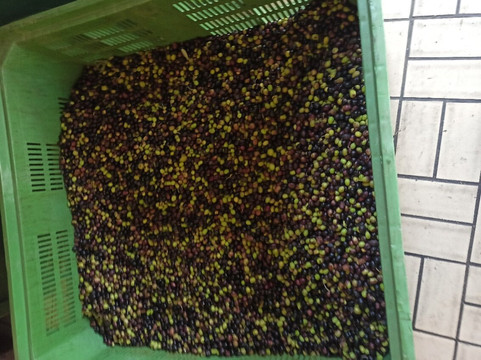 Nuovo Oleificio San Pasquale