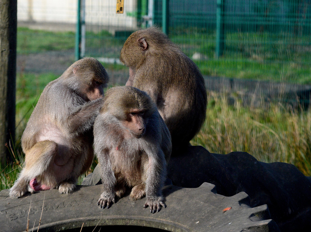 Wales Ape and Monkey Sanctuary景点图片