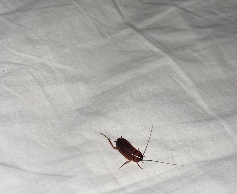 La Quinta Inn & Suites by Wyndham Brownwood主图