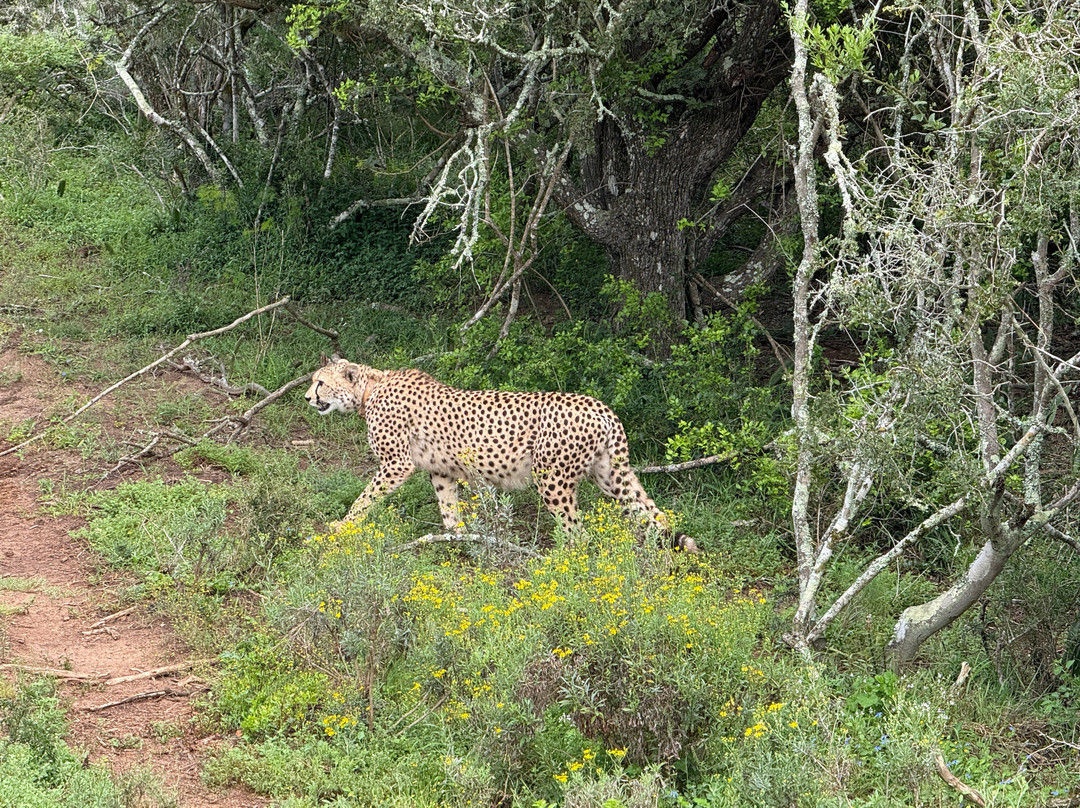 Kariega Game Reserve - River Lodge主图