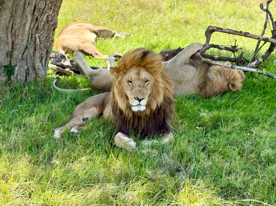 Natural World Kenya Safaris - Mombasa-蒙巴萨必去景点