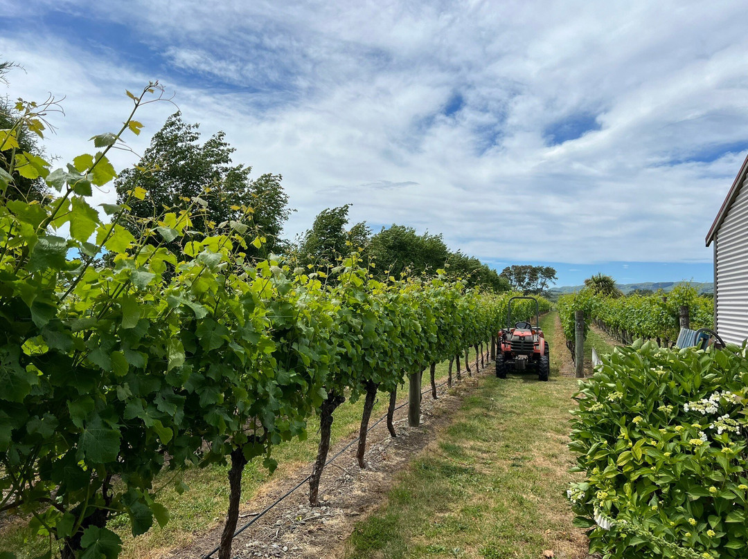 Martinborough Wine Tours景点图片