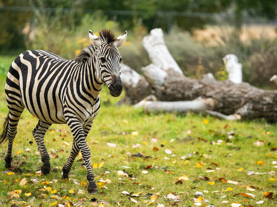 Saskatoon Forestry Farm Park & Zoo-萨斯卡通必去景点