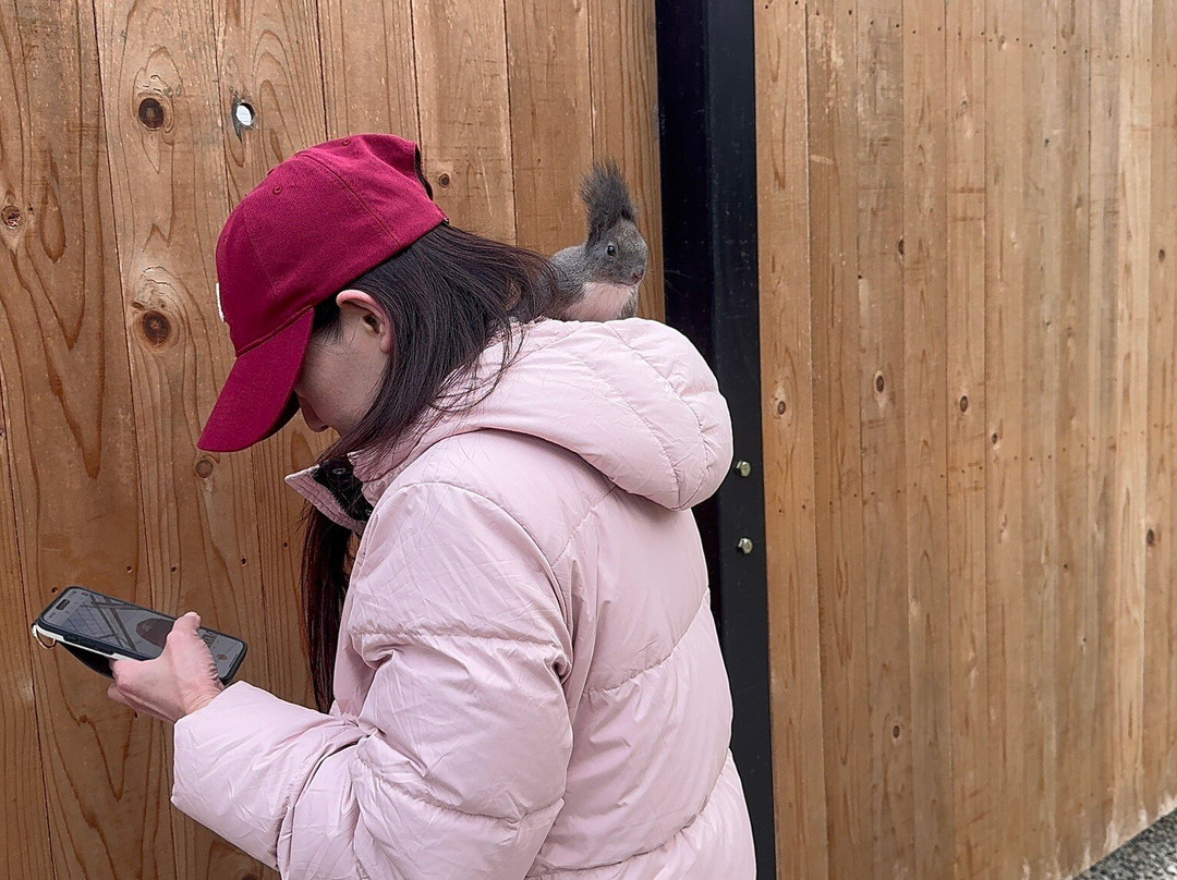 Squirrel Forest Hida Mountains Yaso Shizen Teien-高山市必去景点