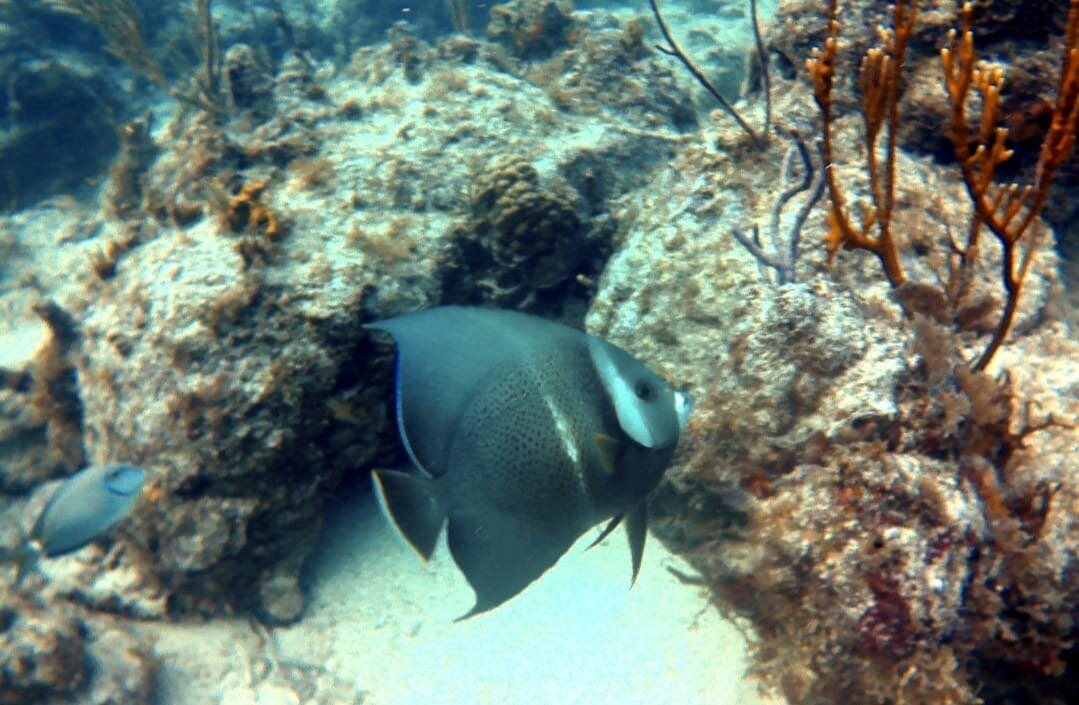 Bvi Snuba景点图片