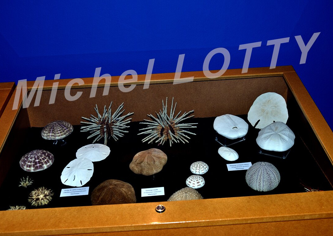 Le Musée de la Mer-Trois-Ilets必去景点