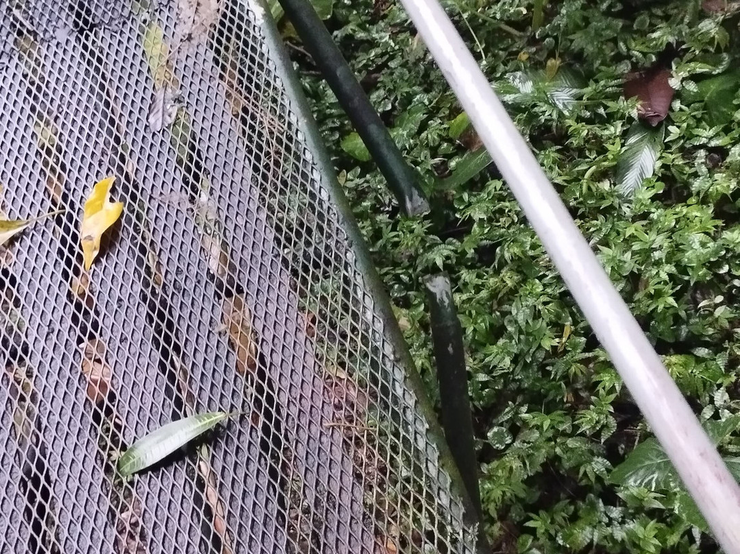 Heliconia Island主图