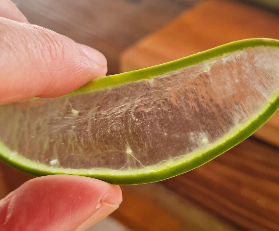 The Aloe Vera Curacao, Home of Curaloe Tour-威廉斯塔德必去景点