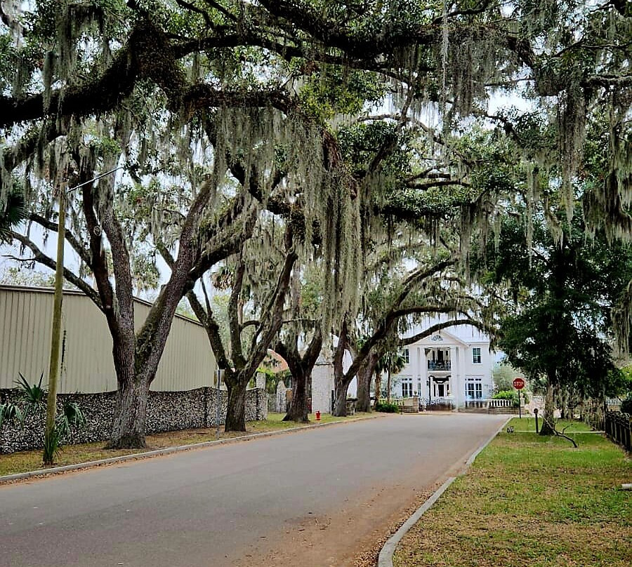 The Old Senator Tree-圣奥古斯丁必去景点