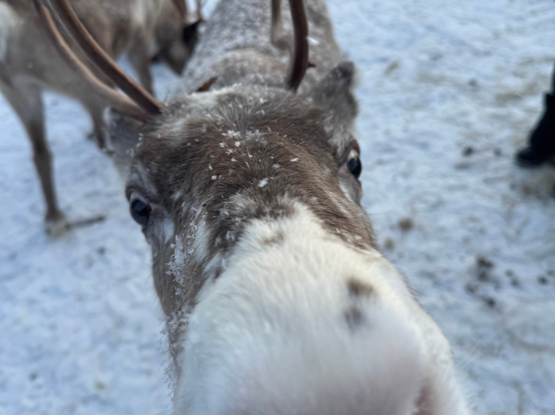 Local Lifestyle Rovaniemi-罗瓦涅米必去景点