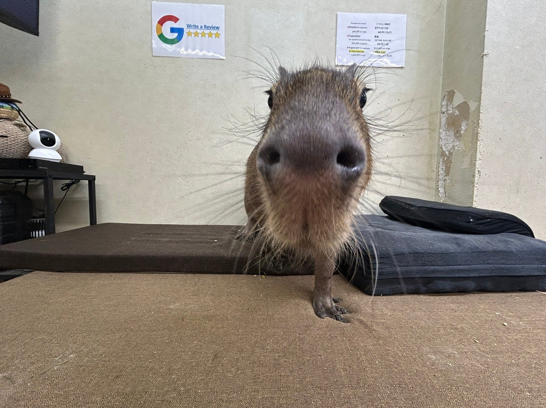Capybara Land PUIPUI-横滨市必去景点