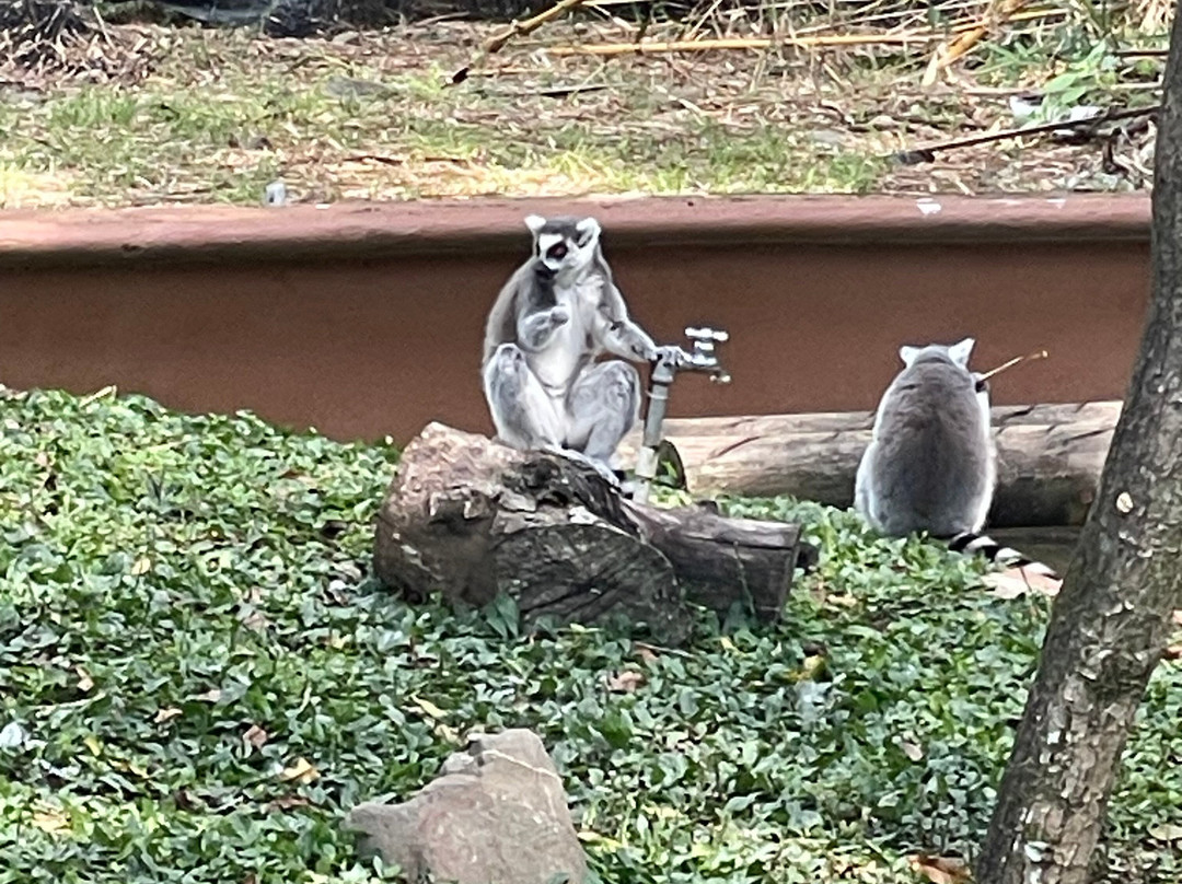 Zoologico de Cali-卡利必去景点