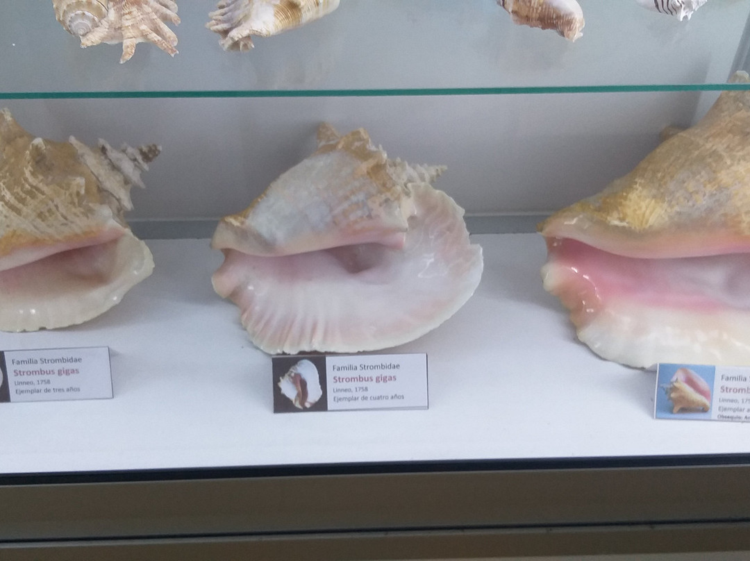 Sea Museum-阿里卡必去景点