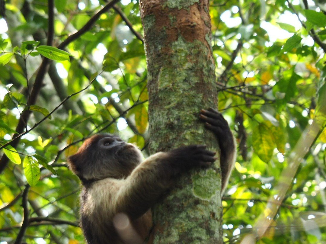 Gorilla & East Africa Safari-恩德培必去景点