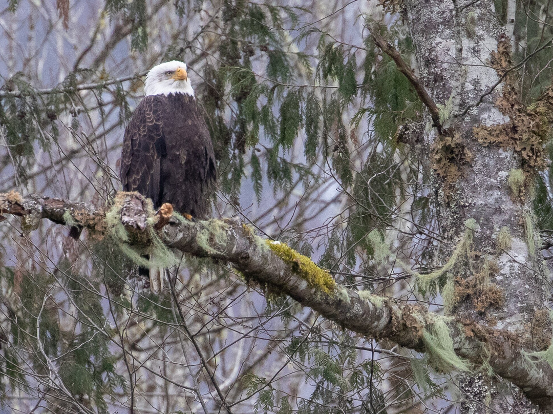 Skagit River Eagle Tours景点图片