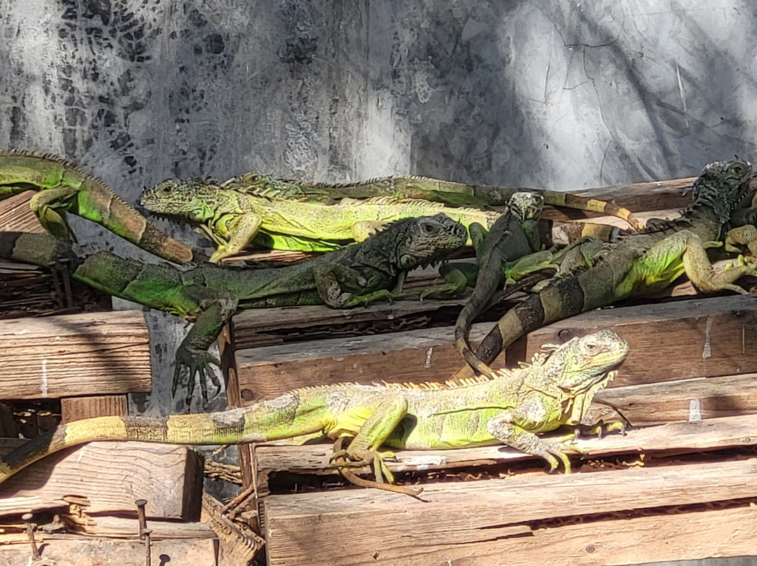 Iguanario Archundia-曼萨尼约必去景点