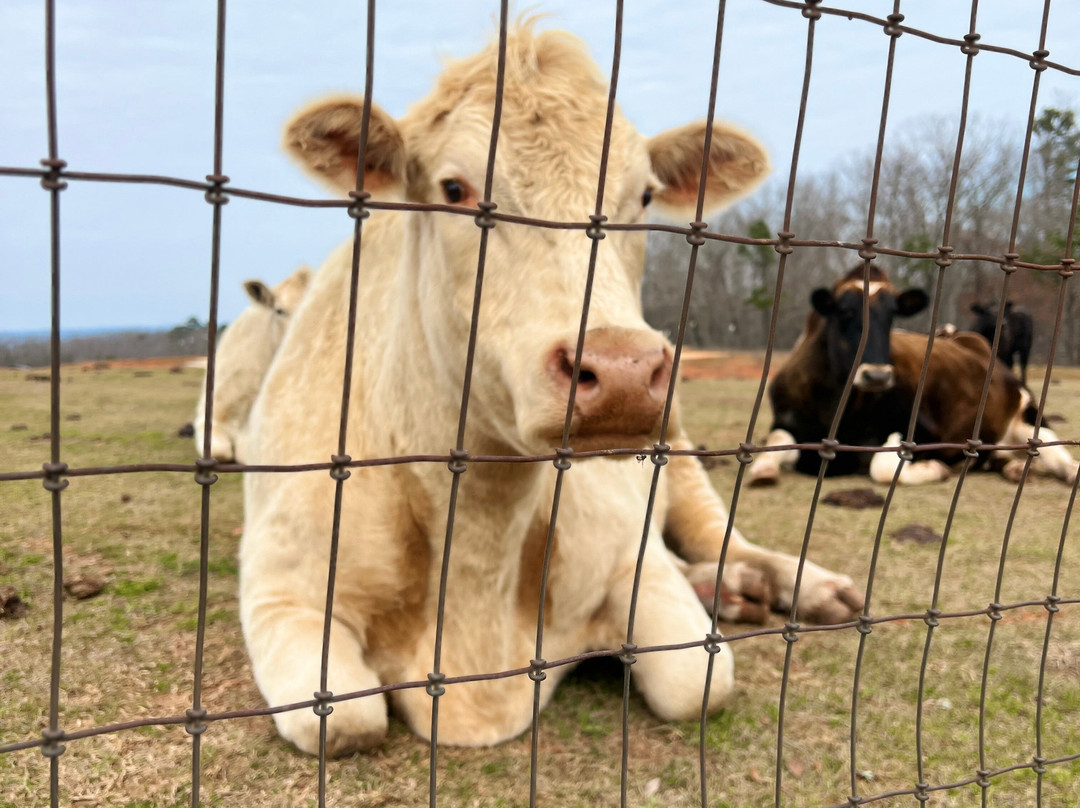 Full Circle Farm Sanctuary-Warm Springs必去景点