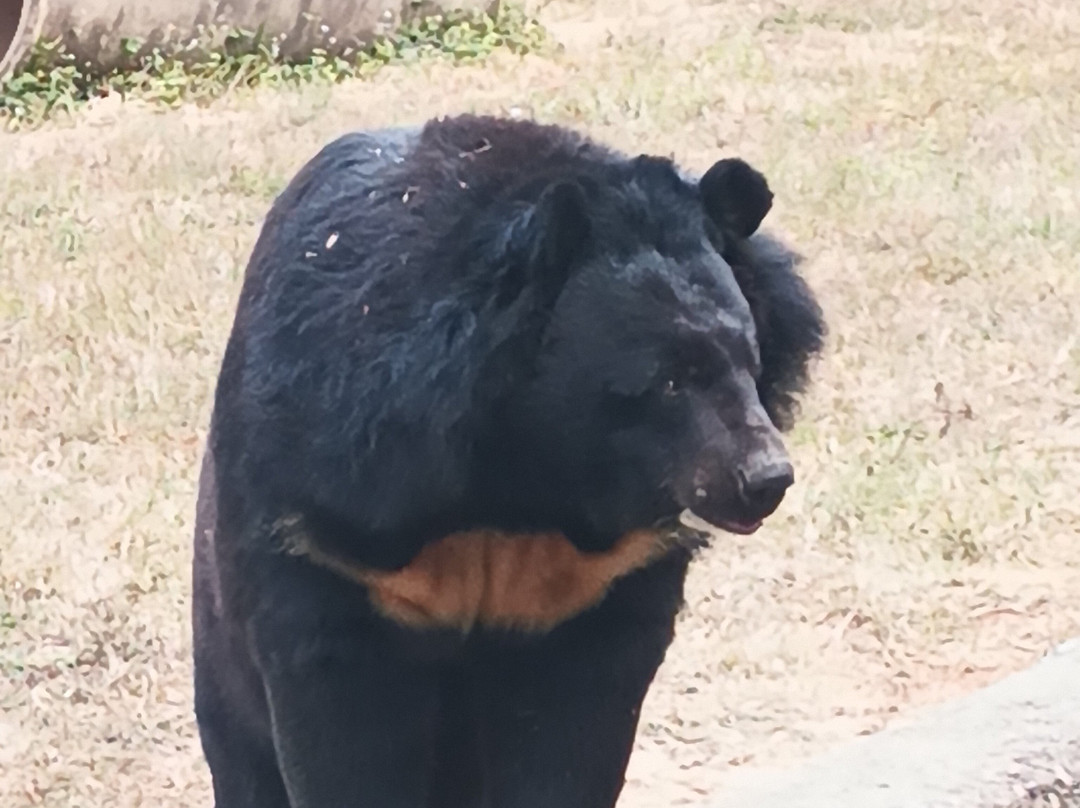 Birsa Zoological Park景点图片