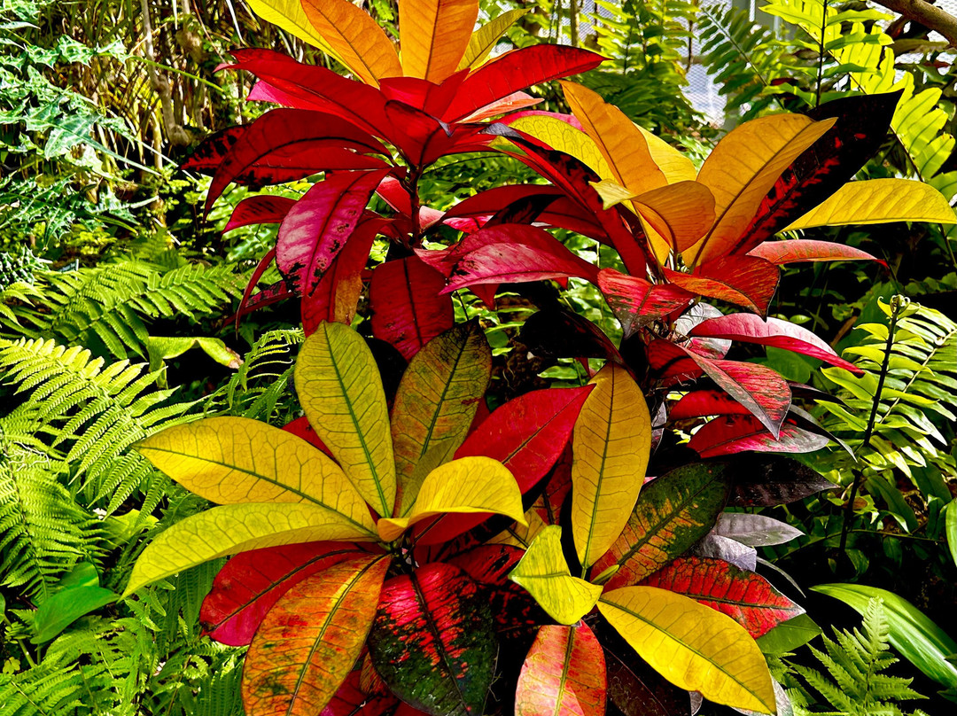 Krohn Conservatory-辛辛那提必去景点