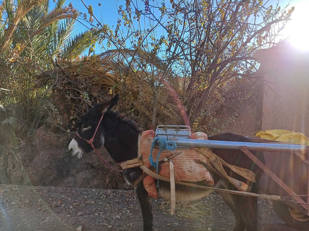 Palmeraie De Skoura-Skoura必去景点