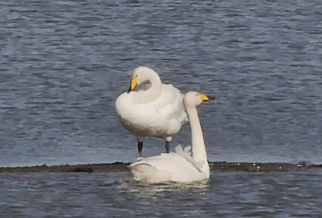 RSPB Burton Mere Wetlands景点图片