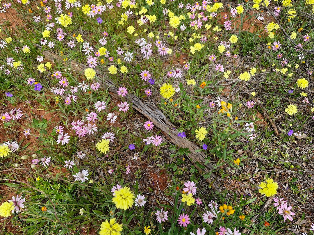 Coalseam Conservation Park-Mingenew必去景点