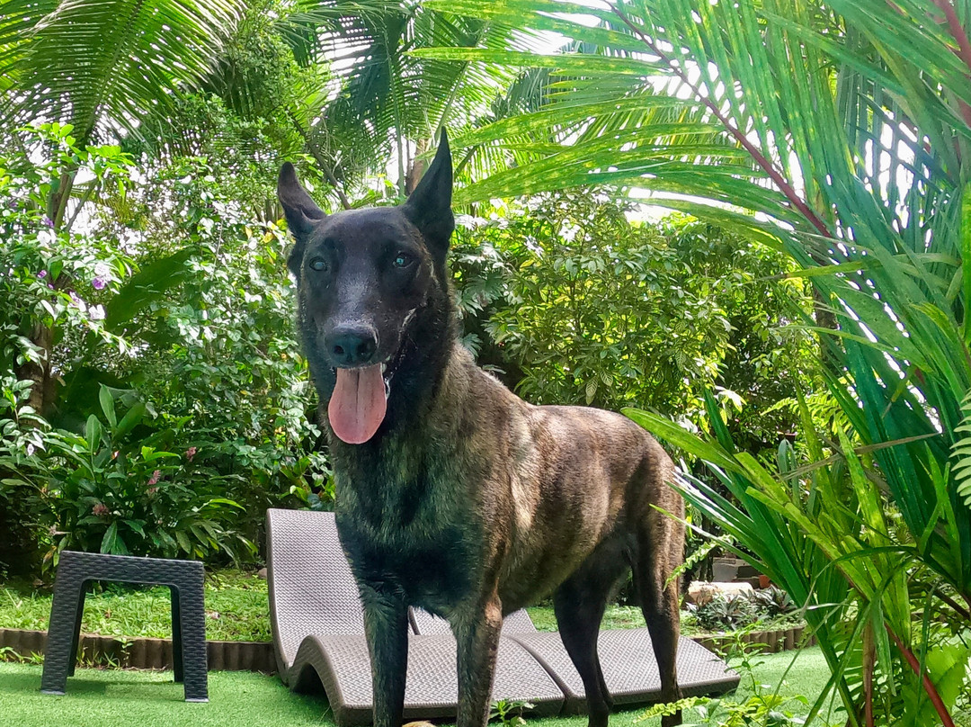 Monkey Lodge Panama主图