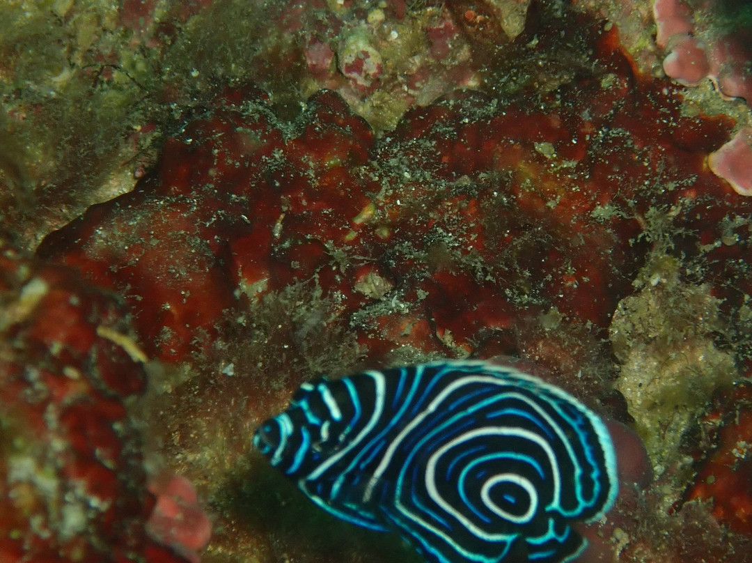 Kalpitiya Diving Center景点图片
