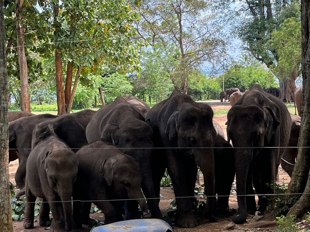 Sawa Travels Sri Lanka-科斯戈德必去景点