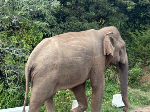 Kavi Jeep Safari-锡吉里亚必去景点