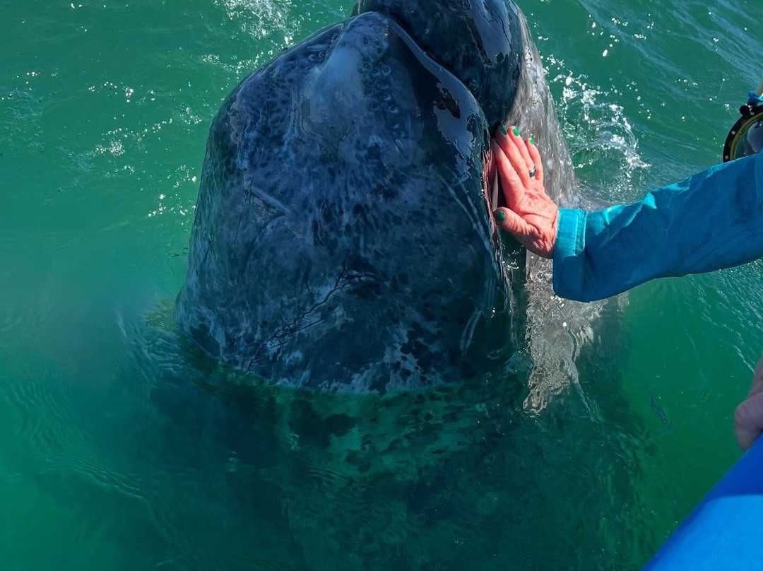 San Ignacio Lagoon-下加利福尼亚州必去景点