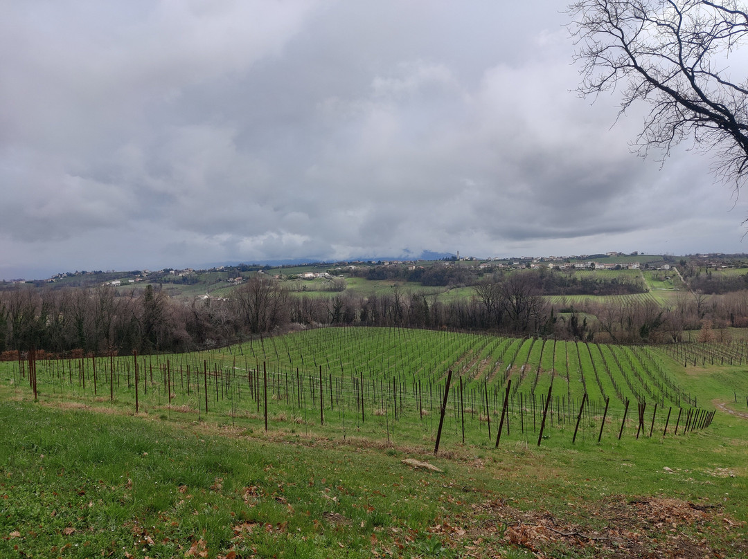 Azienda Agricola Mani Sagge景点图片