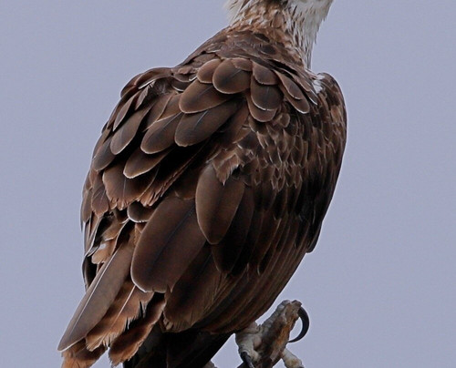 Silent Tours Kununurra-库努纳拉必去景点