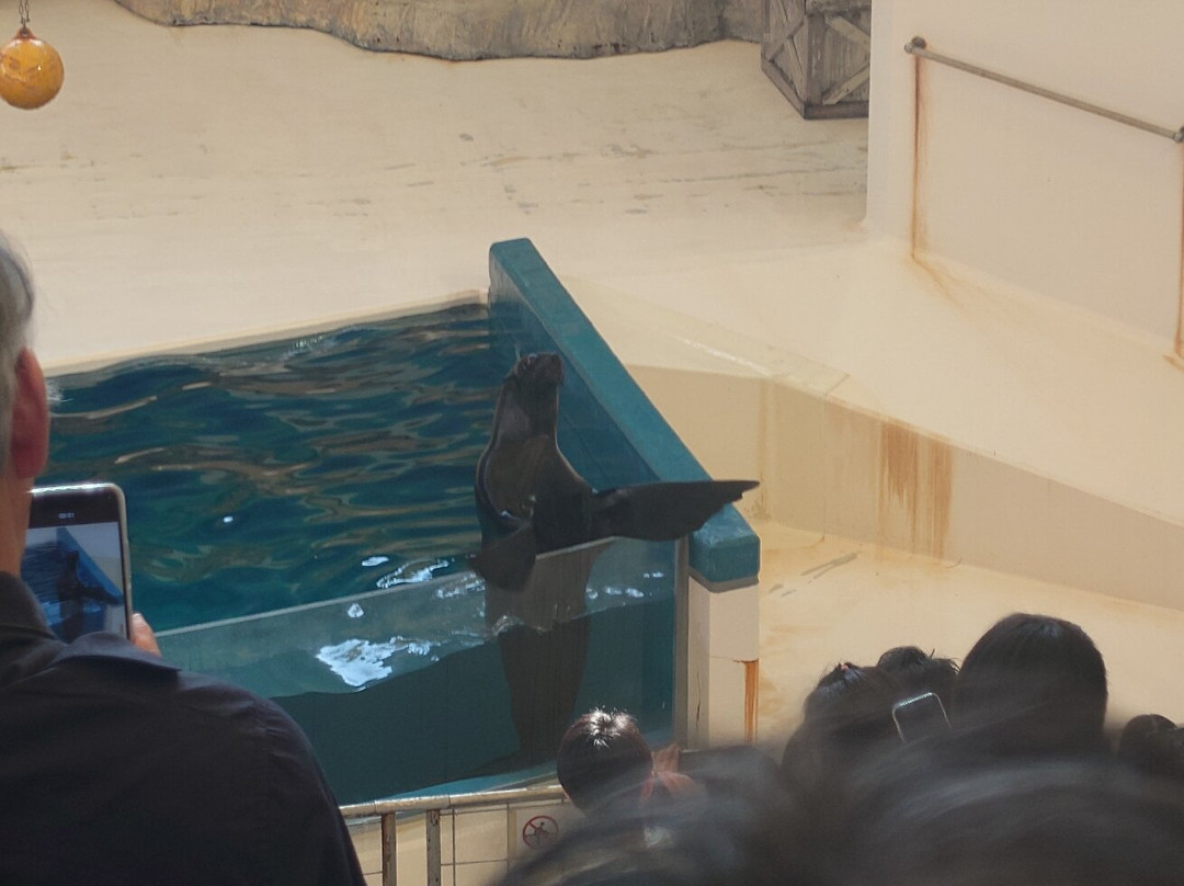 鸟羽水族馆景点图片