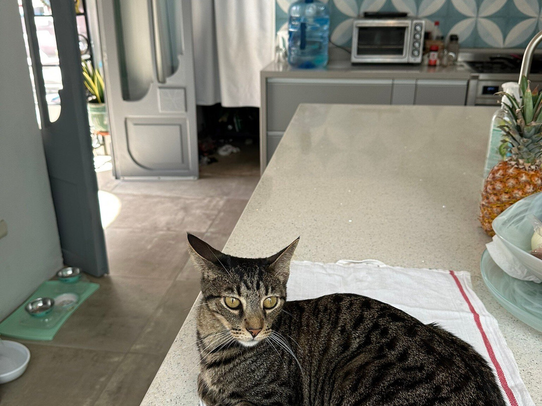 Casona 66 Merida  Boutique Hotel主图